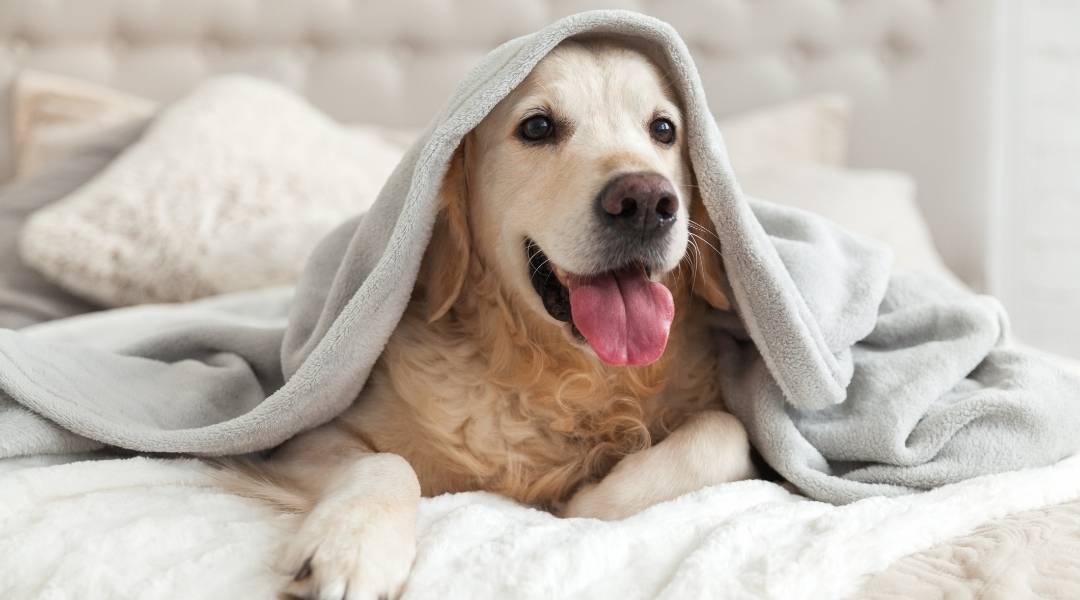 Um cachorro golden retrivier com a língua para fora em uma cama com a coberta em cima dele