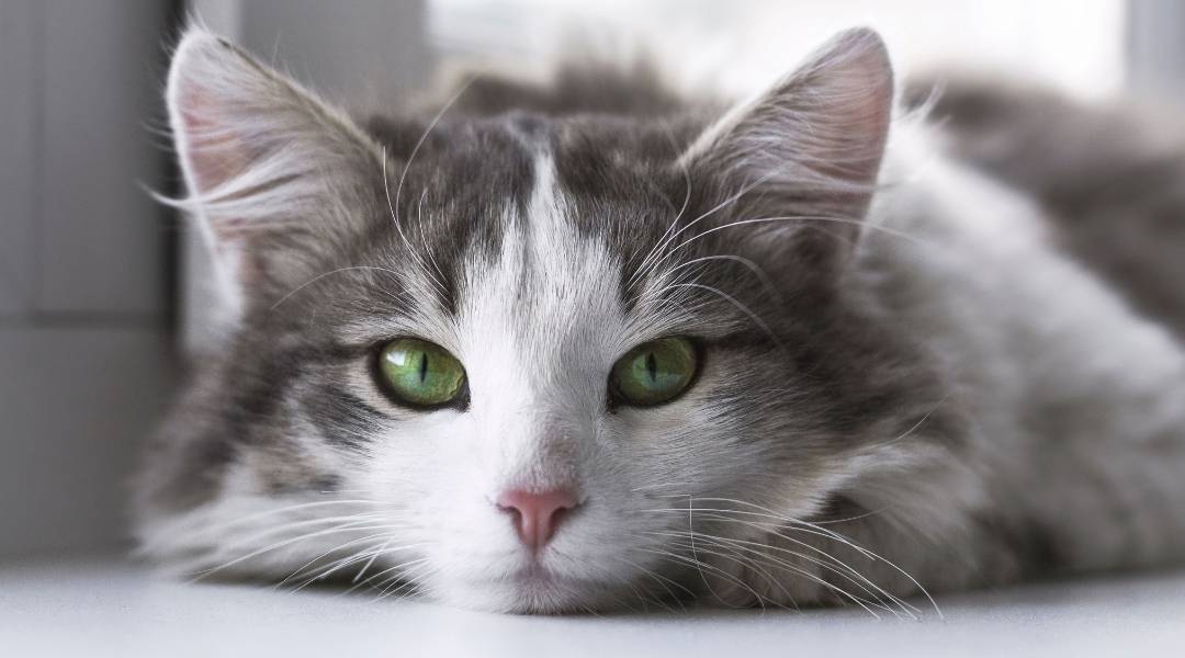 Um gato deitado no chão de uma cozinha com os olhos amarelos olhando para a câmera, orelhas levantadas